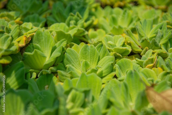 Obraz Closeup of Water-lettuce | Pistia stratiotes