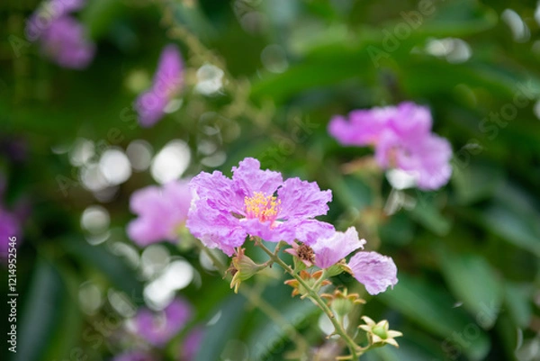 Obraz Purple flowers in the garden | Queen's crape-myrtle | Lagerstroemia speciosa