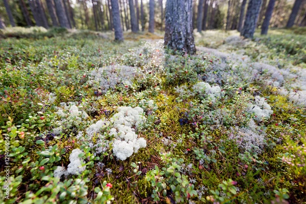 Fototapeta A shot of low bushes in a coniferous forest on a sunny morning.