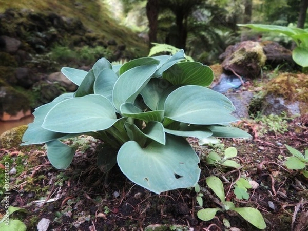 Fototapeta green hosta in the forest