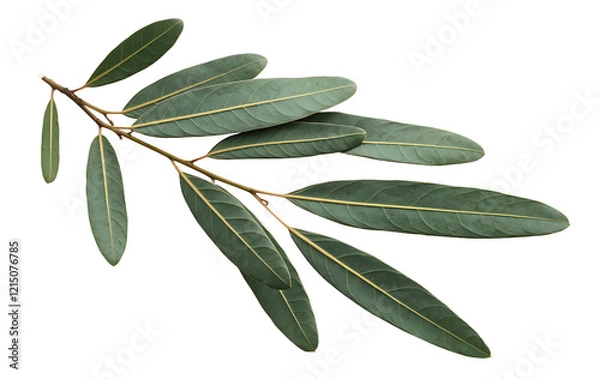 Fototapeta A branch of olive tree with leaves  isolated