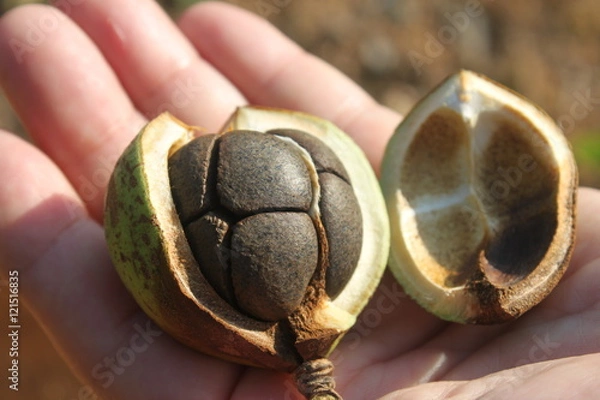 Obraz つばきの種