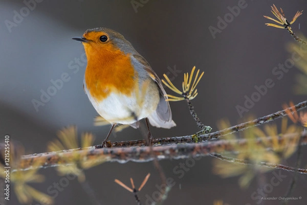 Fototapeta A robin on a feeding trough in the forest on pine branches with cones