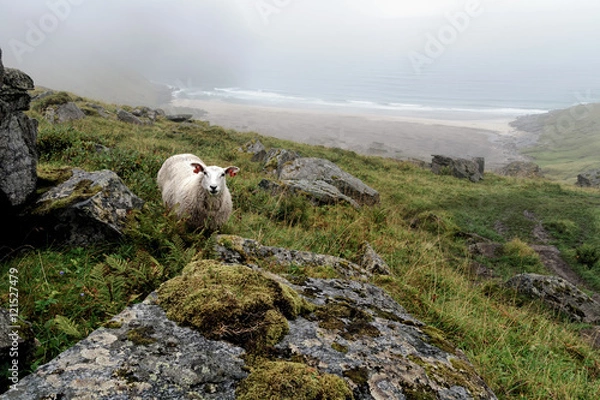 Obraz Kvalvika Sheep