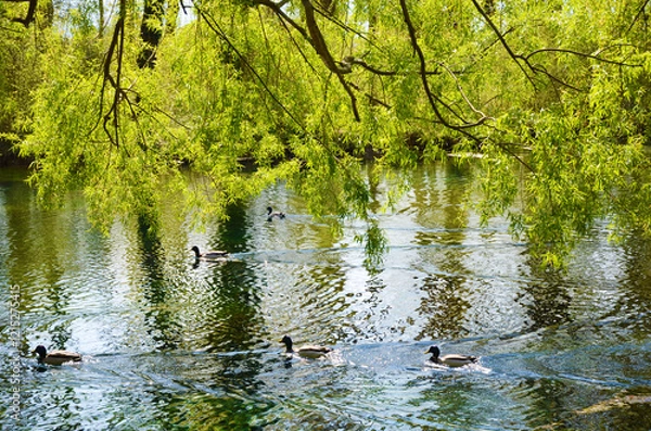 Obraz Fonti del Clitunno