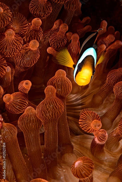Obraz Amphiprion clarkii