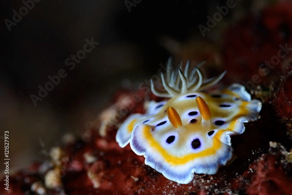 Obraz chromodoris geminus