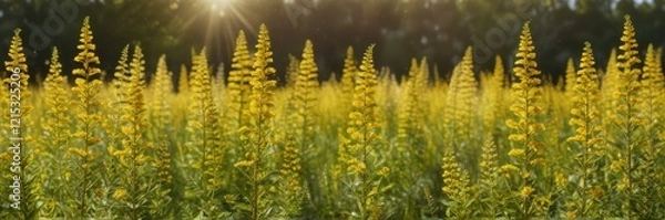 Obraz Field of goldenrod flowers swaying in the wind, european goldenrod, solidago virgaurea, woundwort