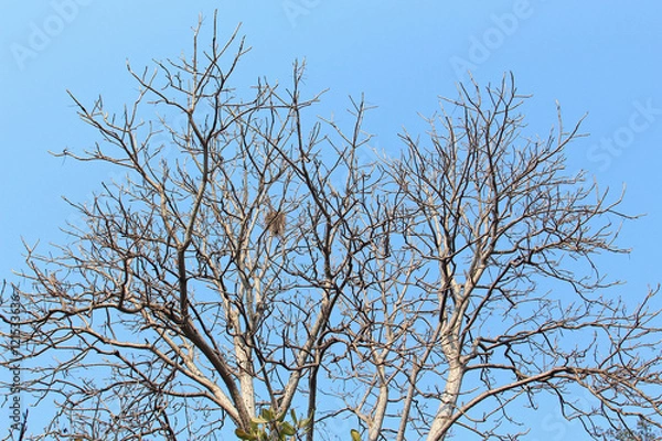 Obraz Tree branches and blue sky