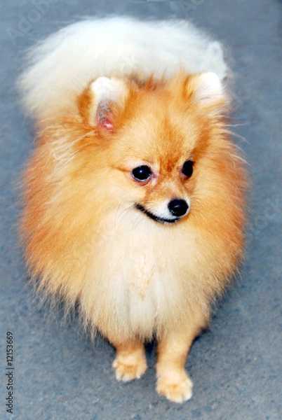 Obraz Pomeranian Dog