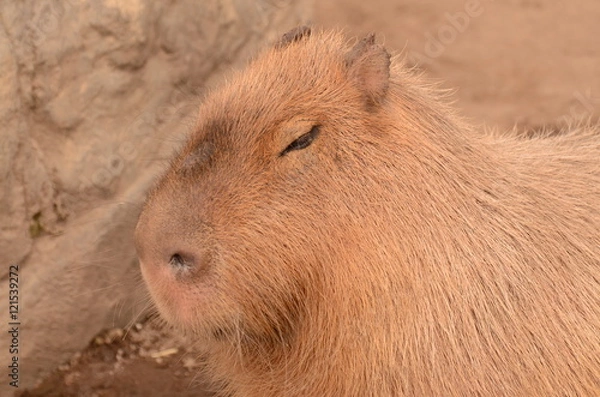 Fototapeta カピバラ