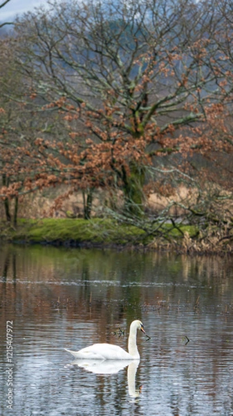 Fototapeta Swan gliding through the water near a mossy shore. A bare tree with brown leaves stands prominently in the background, adding contrast to the scene. Scotland, Lochwinnoch. Photo taken on 19.01.2025