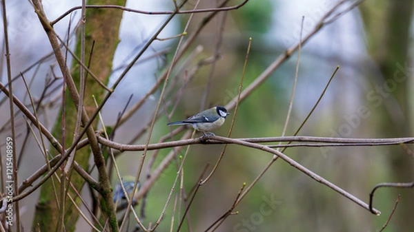 Fototapeta Great tit perched on a tree branch in winter. The bird's striking yellow and black plumage contrasts against the bare branches of the tree. Scotland, Lochwinnoch. Photo taken on 19.01.2025