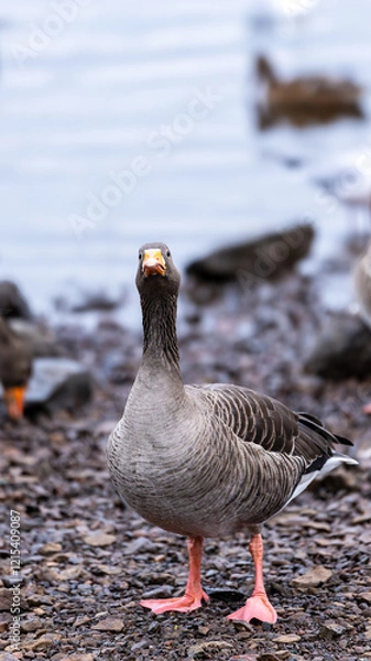 Fototapeta A captivating image of a goose standing by the shoreline, its orange beak and direct gaze creating a compelling focus for the viewer. Scotland, Lochwinnoch. Photo taken on 19.01.2025