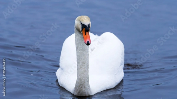 Fototapeta Majestic swan floating gracefully on a calm lake. The serene expression of the swan and the mirrored water create a sense of elegance and peace. Scotland, Lochwinnoch. Photo taken on 19.01.2025