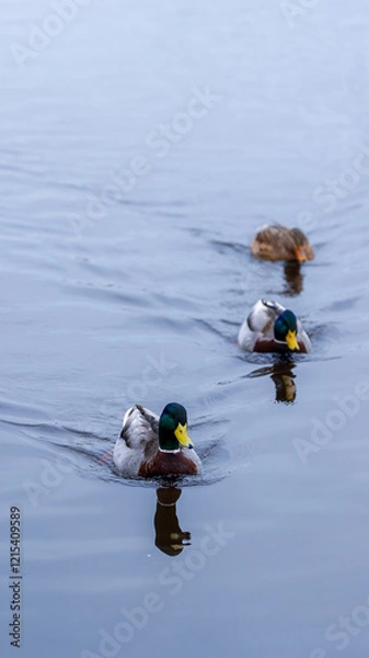 Fototapeta A charming shot of three mallard ducks swimming in a straight line on a peaceful lake. Their coordinated movements add a rhythmic quality to the image. Scotland, Lochwinnoch. Photo taken on 19.01.2025