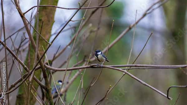 Fototapeta Great tit resting on a delicate branch in the forest. The blurred background enhances the focus on the bird, showcasing its intricate details. Scotland, Lochwinnoch. Photo taken on 19.01.2025