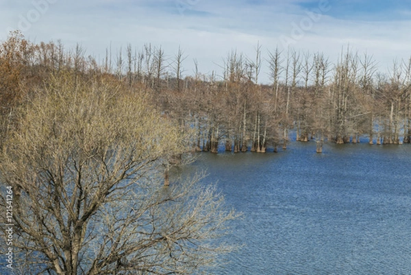 Fototapeta Cypress trees in the lake.