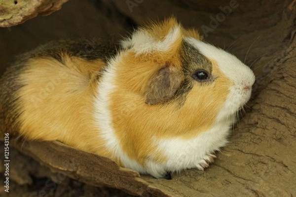 Fototapeta モルモット