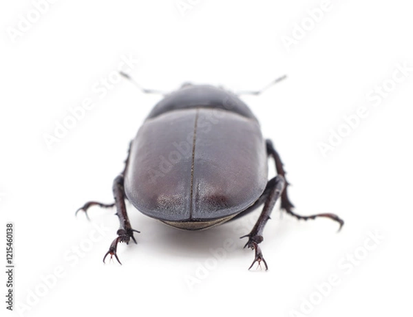 Obraz One black beetle.