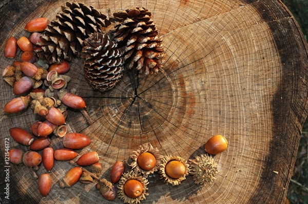 Obraz 切り株の上のドングリとマツカサ
