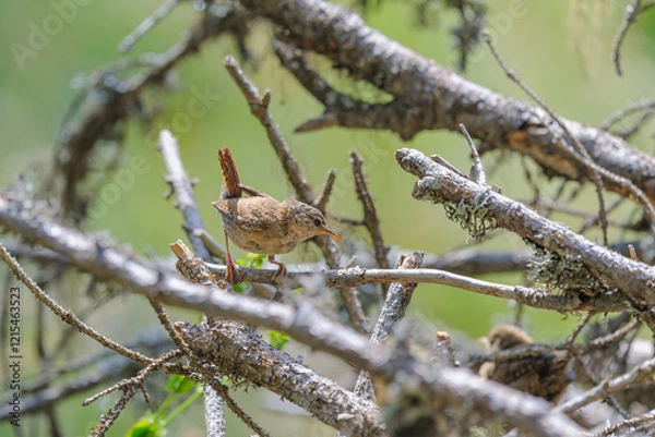 Obraz A Eurasian Wren perched on a tree