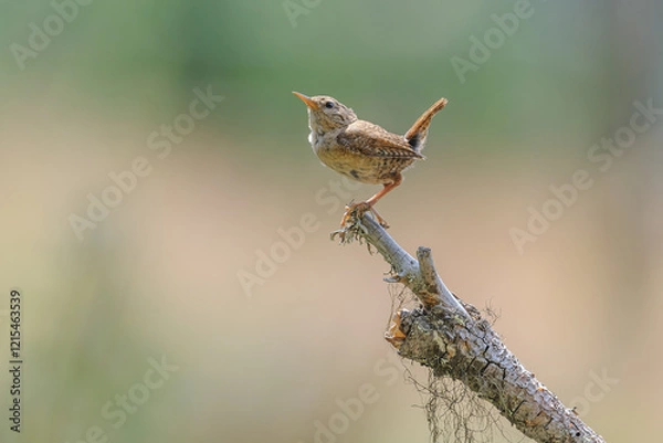 Obraz A Eurasian Wren perched on a tree