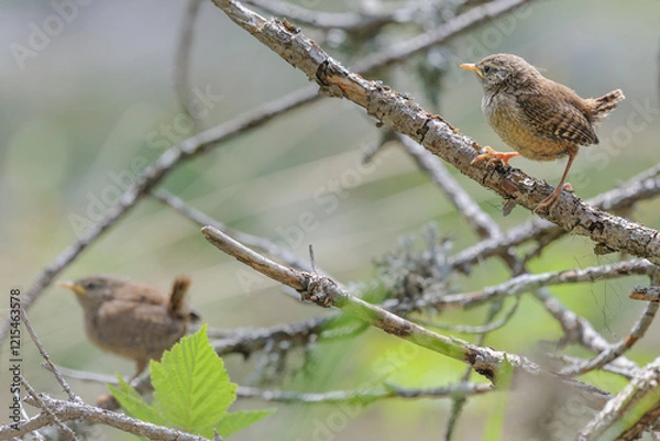 Obraz A Eurasian Wren perched on a tree