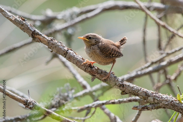 Obraz A Eurasian Wren perched on a tree