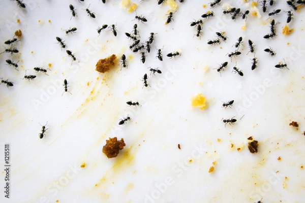 Obraz ants 05