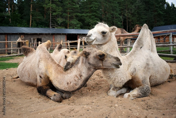 Obraz camel in the desert