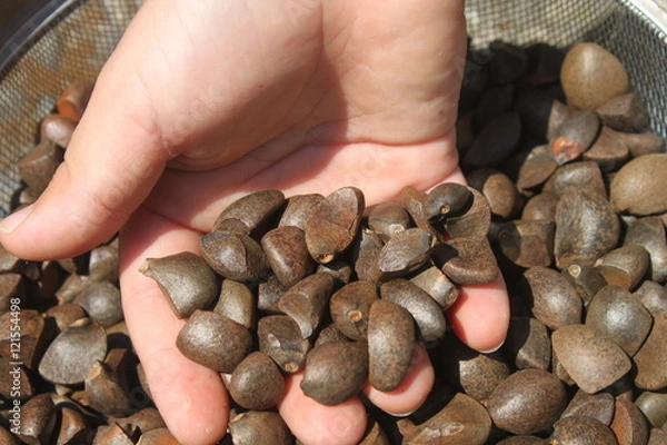 Fototapeta 椿の種