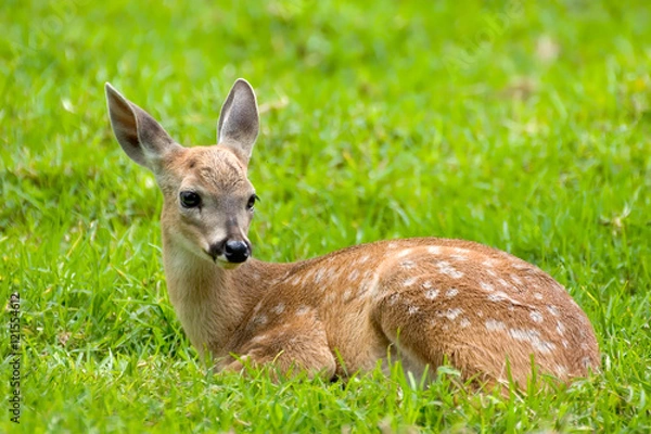 Obraz Bambi