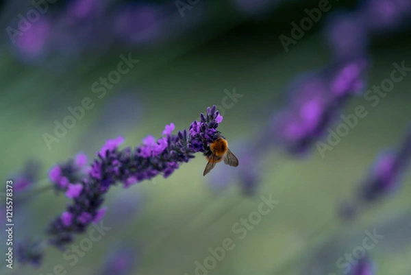Obraz bee on lavender