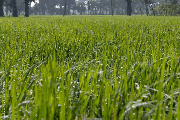 Obraz Dew on the grass in the sunny morning with beautiful soft bokeh effect. sunrise on the green grass