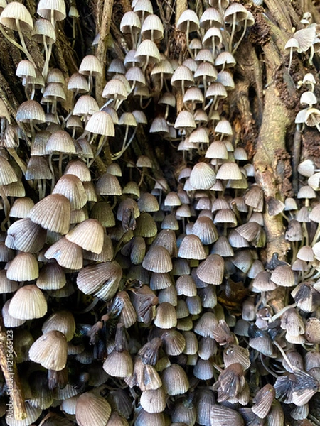 Fototapeta A cluster of delicate mushrooms covers a fallen log in a close-up shot, creating a mesmerizing texture and pattern
