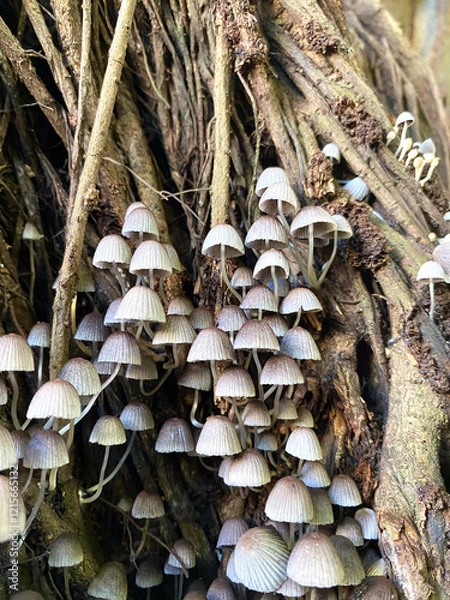 Fototapeta A cluster of delicate mushrooms emerges from a network of roots in a close-up shot, creating a mesmerizing texture and pattern