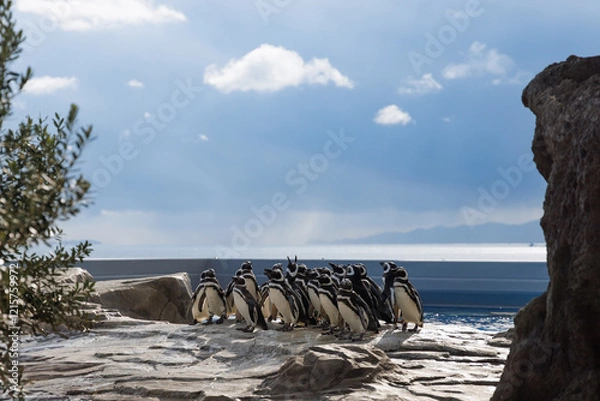 Obraz マゼランペンギンの群れ