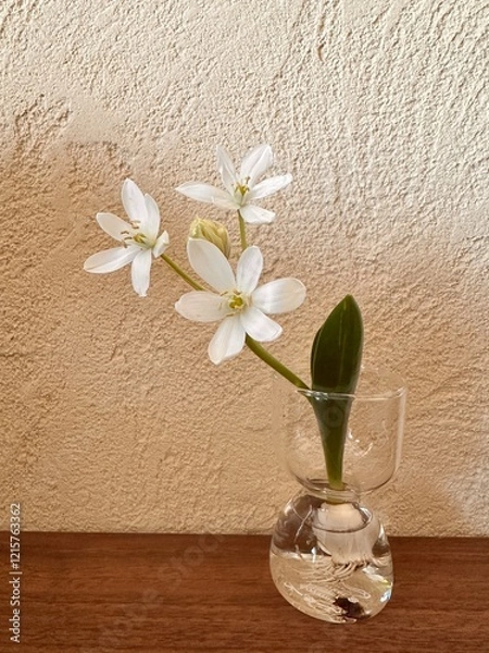 Obraz 小さな白い花びらが素敵なホワイトトロフィー（オオアマナ）