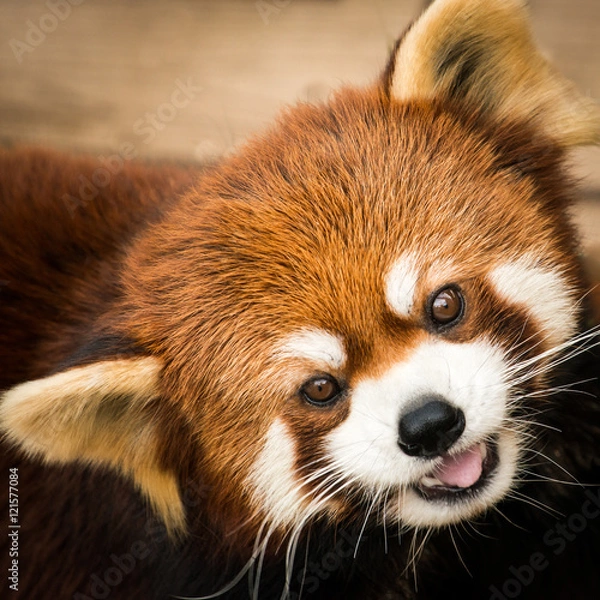 Fototapeta Red Panda III
