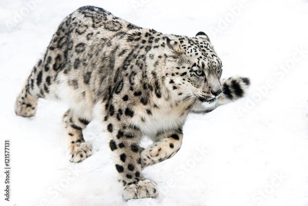 Fototapeta Snow Leopard on the Run