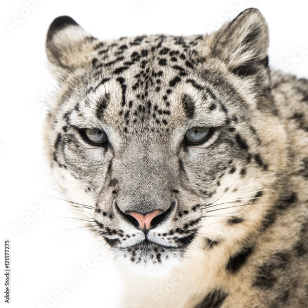 Fototapeta Snow Leopard XVI