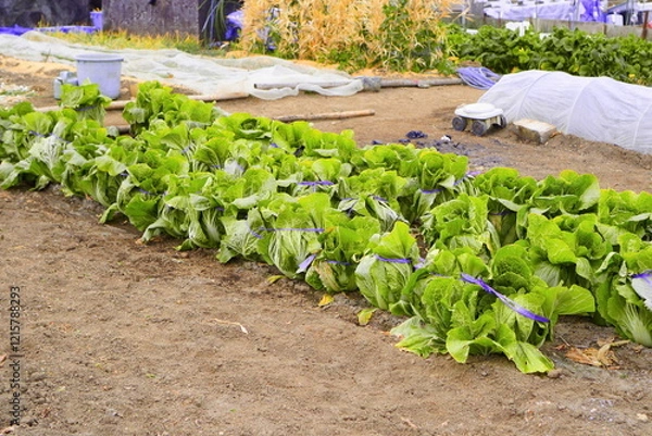 Obraz 日本の冬の畑で白菜を育てる