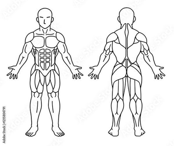 Obraz 人体の筋肉図の線画、前面と後面