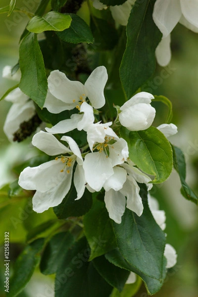 Obraz Apple Blossoms in the Spring