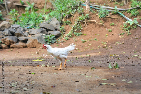 Fototapeta Free range white chicken leghorn breed in summer garden
