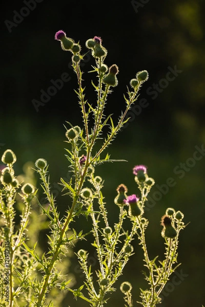 Obraz Milk Thistle