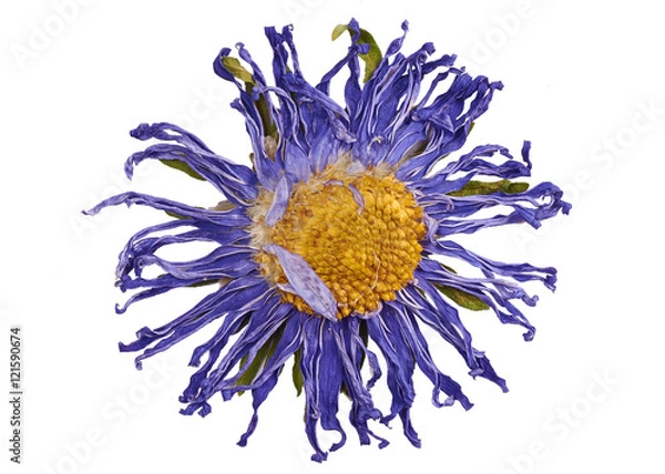 Obraz Dried flowers on white