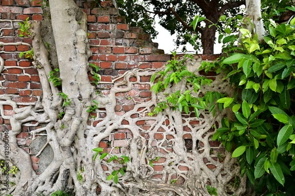 Fototapeta Over time, the banyan tree’s roots have embedded themselves within the cracks of the red brick wall, highlighting the delicate balance between nature and architecture.