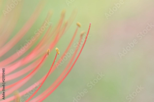 Fototapeta 曼珠沙華畑の彼岸花